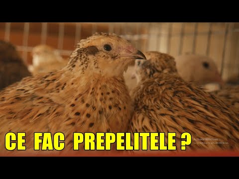 Video: Păsări de prepeliță: descriere, stil de viață, distribuție