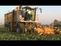 Franz Kleine „Beetliner Large&quot; im Ernteeinsatz