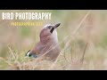 BIRD PHOTOGRAPHY | Behind the scenes - photographing JAYS