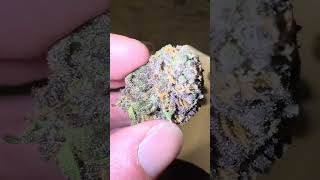 TERPY TIME TASTE BUDS !!!! - GRAND DADDY PURP- BY - CONNECTED @connectedcannabis #new #2025 #bayarea