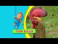 Mengenal Ayam Bekisar yang memiliki suara unik