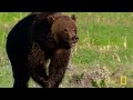 Dangerous, Deadly Games | World's Deadliest MEGA Episode | Nat Geo Animals