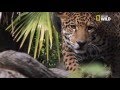 Lincroyable chasse du jaguar