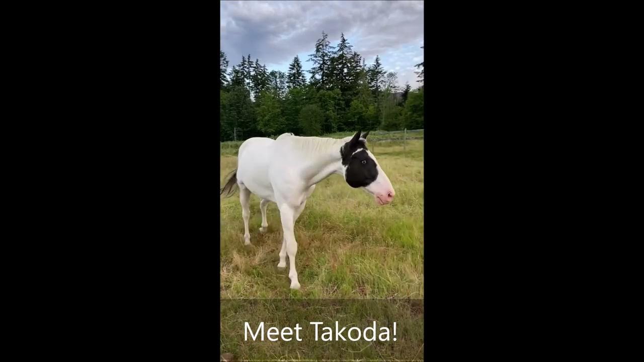 Meet Takoda♥️ YouTube