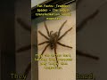 Trapdoor Spider's hidden talent nobody talks about