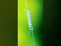 Fishing Knot For Leader To Main Line Albright Knot Shorts Fishing Knot For Leader To Main Line Albright Knot Shorts
