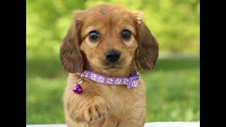 Mini Dachshund Puppies for Sale by Infinity Pups 16 views 11 hours ago 52 seconds