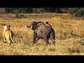 Lion vs Buffalo || Masai Mara || Wild Extracts