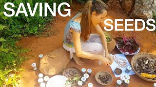 SAVING SEEDS FROM MY FOOD FOREST