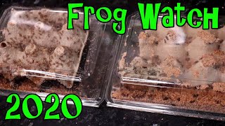More Crickets - Can We See The Frogs Feed? - Frog Watch 2020