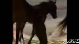 Kizilirmak - Denizlere (Tay) Resimi