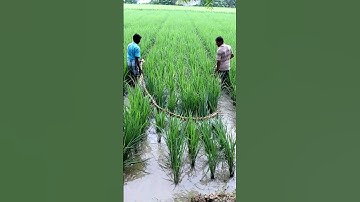 Drag Kerosinized Rope to Control Rice Hispa #shorts