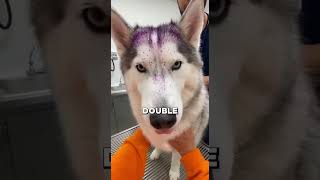 I SAVED This Husky From This Cruel Streamer 😱 #shorts