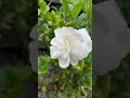 Smelling Gardenia Flowers | A Quiet Moment of Christmas Gratitude #MindfulMoments#nature #SlowLiving
