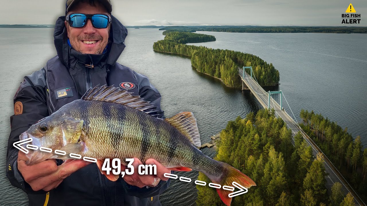 Peltsin ahvenenkka 49,3 cm legendaarisilta vesiltä | Tournee Salpausselkä 1/2
