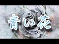 【初音ミク】センティフォリア【cover】