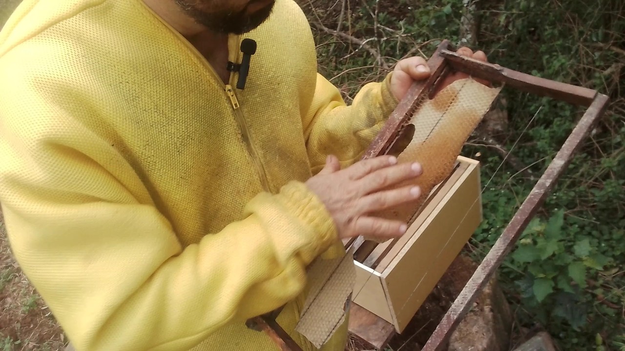 Como capturar abelhas 🐝 ... Como preparar a caixa isca???
