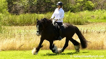 Sir Lancelot - walk, trot, canter, transitions! - ValleyViewRanch.net