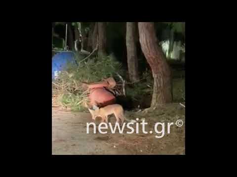 Αλεπούδες κάνουν βόλτα στη Βουλιαγμένη