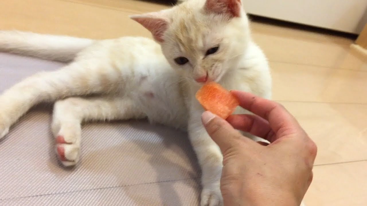 my-kitten-doesn-t-like-watermelon-youtube