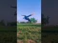 هل رأيت الطاووس وهو يطير لايك شير