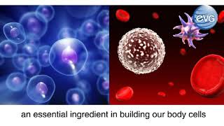 PhytoFit (English Version) 诗豆 (英文版)