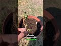 Reproducción De Geranios Por Esquejé 🌿🌺 #agriculture #garden #short #shorts #shortvideo