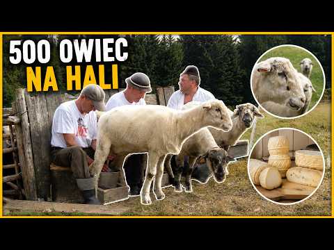 500 owiec na hali – z wizytą u prawdziwego Bacy