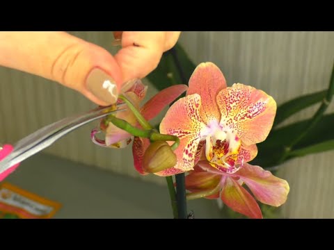 How to grow orchid roots / How to grow roots before planting in the soil. DISASSEMBLE LECO FANTASTIC