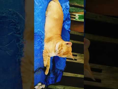 RAS TERKUAT KECAPEAN (SI OYEN)
