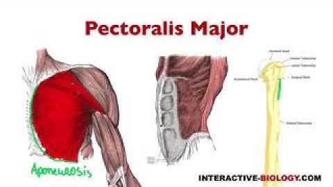 The Origin  Insertion  and Action of Pectoralis major anatomy