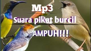 Mp3 Suara ampuh pikat burung Kecil Auto Lengket [] Bird trap