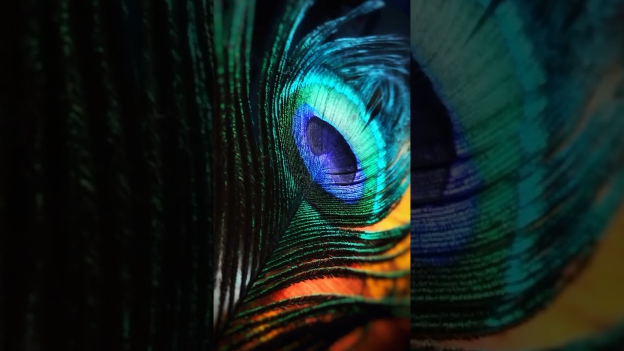 रास्ते मे मिले मोर पंख कहा रखने से अत्तंत शुभ फल देता है#mor pankh ghar me kaha rakhe#youtubeshorts