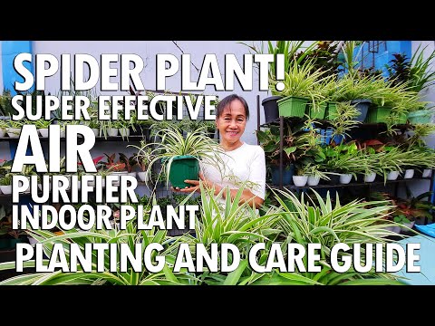 PINAKA-MABISANG AIR PURIFIER PLANT! MAGTANIM TAYO NG SPIDER PLANT! (Planting and Care Tips)