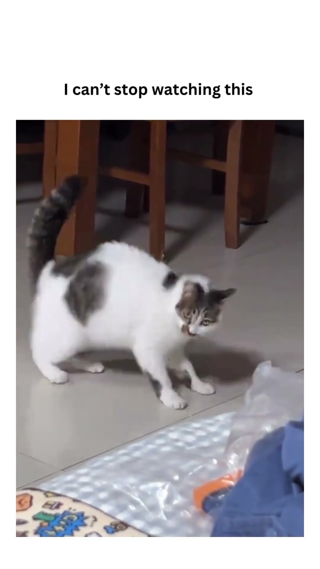 Kittyo demands to be chased and starts the day with some luvv