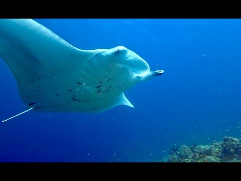 DIVING IN THE RAA ATOLL IN REETHI FARU 2025