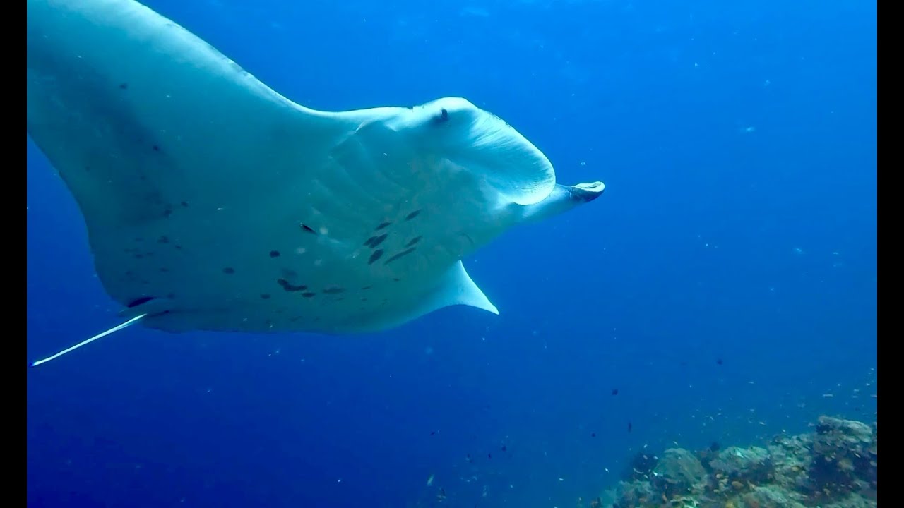 DIVING IN THE RAA ATOLL IN REETHI FARU 2025