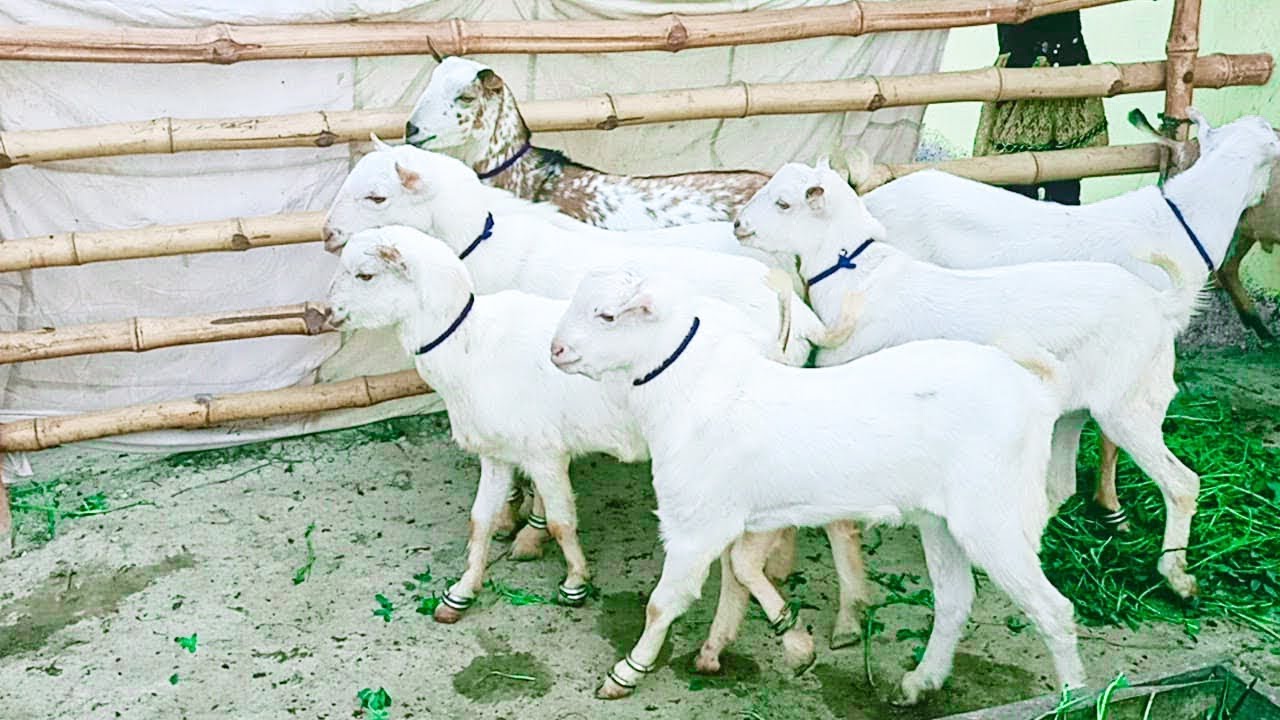 White Barbra Teddy Bakra Goats For Sale Qurbani 03081612578 YouTube