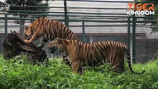 Vegan Tiger + Scratch and Sniff! - Tiger Kingdom Learning Center - Aug 2020