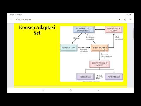 Bagaimana Sel Melakukan Adaptasi Terhadap Perubahan Lingkungan
