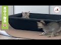 遊び盛りの子猫ちゃんたちを見守っているのは…