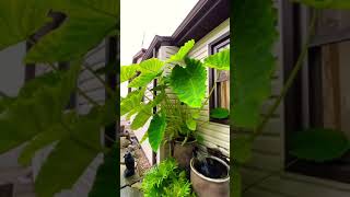Mammoth Elephant Ears Colocasia Macrorrhiza - Bog Filter Pond Plants