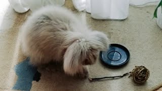 Shaggy Rabbit-Very Rare Rabbit-Beautiful Rabbit