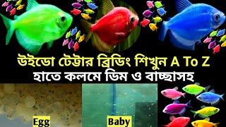 কালার উইডো টেট্টার ব্রিডিং শিখুন। A to z ডিম বাচ্চা সহ ভিডিও।