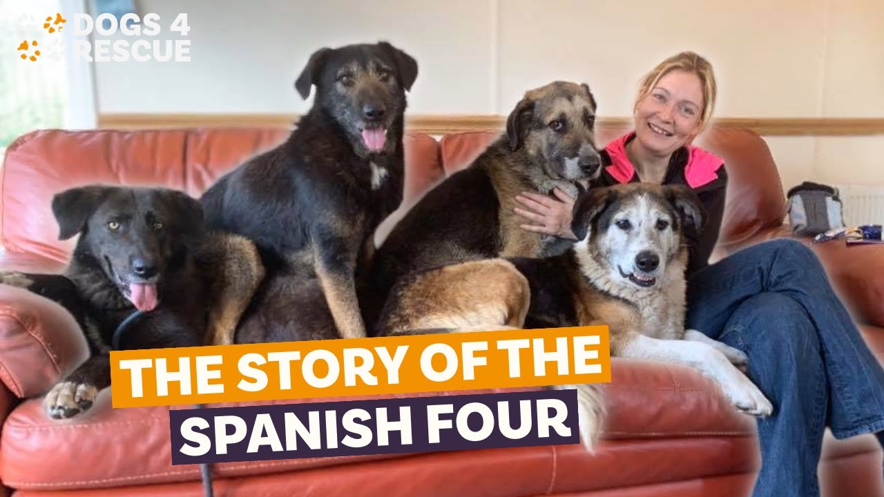 The story of the Spanish four | Dogs 4 Rescue
