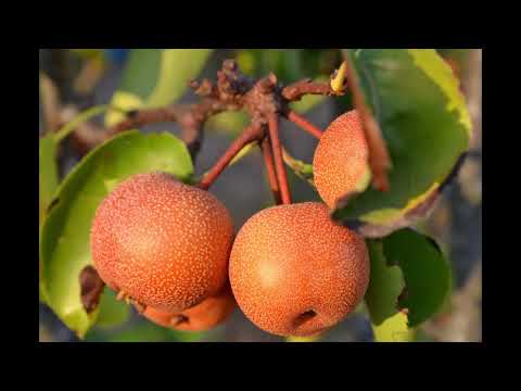 Vídeo: Cuidar de peras asiáticas Shinko - Como cultivar peras Shinko na paisagem