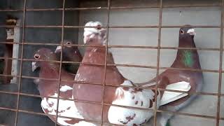 Meulemans pigeons 3
