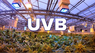 Do Uv Grow Lights Work?