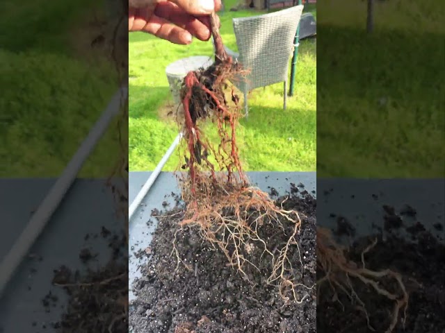 Transplanting, bald cypress for bonsai preparation class=