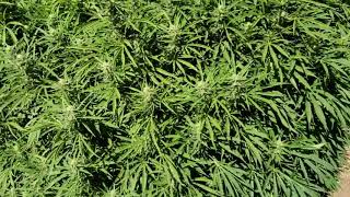 Outdoor Cannabis Grow in Flowering 2018